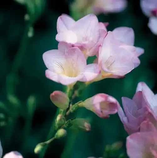 Freesias – Lilac – 30 bulbs p/pack (Bulbs - not seeds)