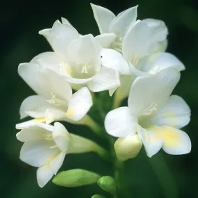 Freesias – White – 30 bulbs p/pack (Bulbs - not seeds)