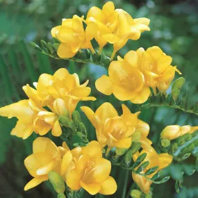 Freesias – Yellow – 30 bulbs p/pack (Bulbs - not seeds)