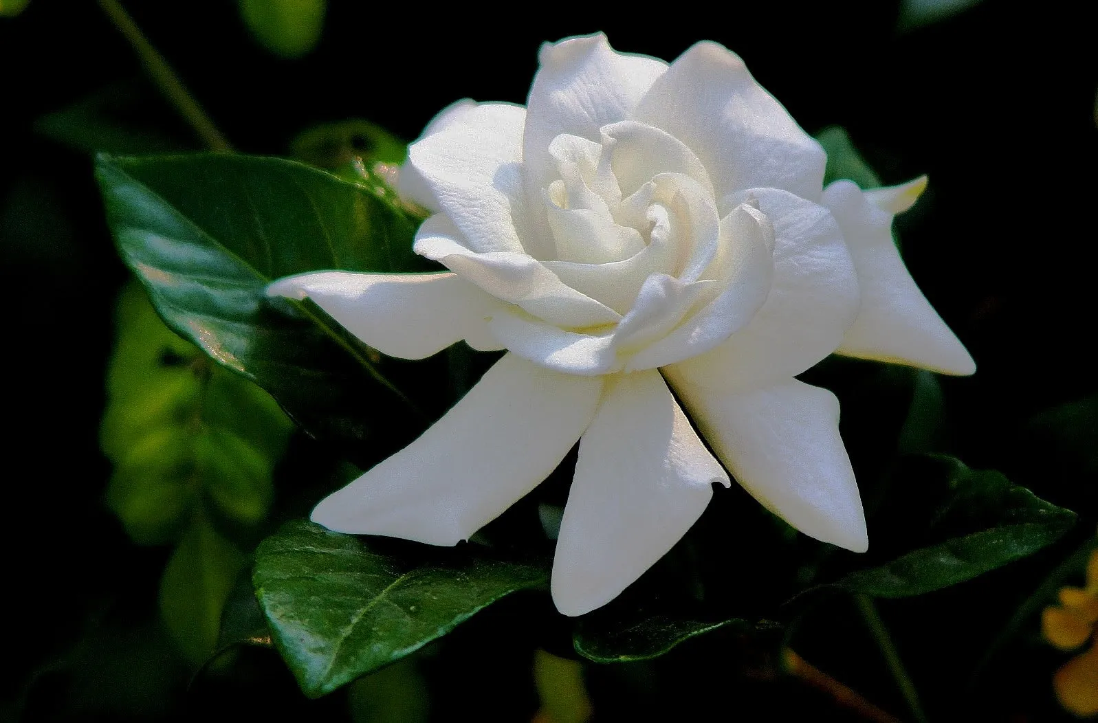Gardenia Cape Jasmine Gardenia jasminoides 100 Seeds  USA Company