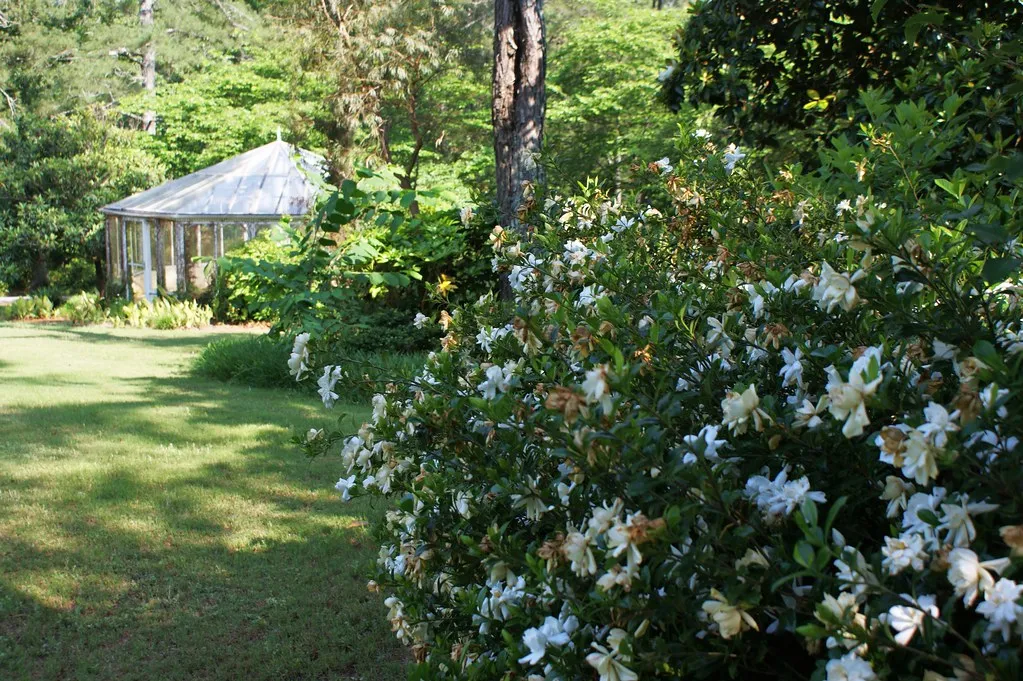 Gardenia Cape Jasmine Gardenia jasminoides 100 Seeds  USA Company
