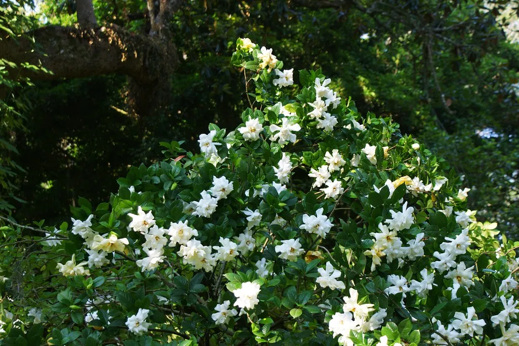 Gardenia Cape Jasmine Gardenia jasminoides 100 Seeds  USA Company