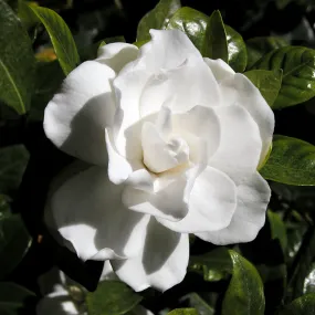 Gardenia Cape Jasmine Gardenia jasminoides 100 Seeds  USA Company