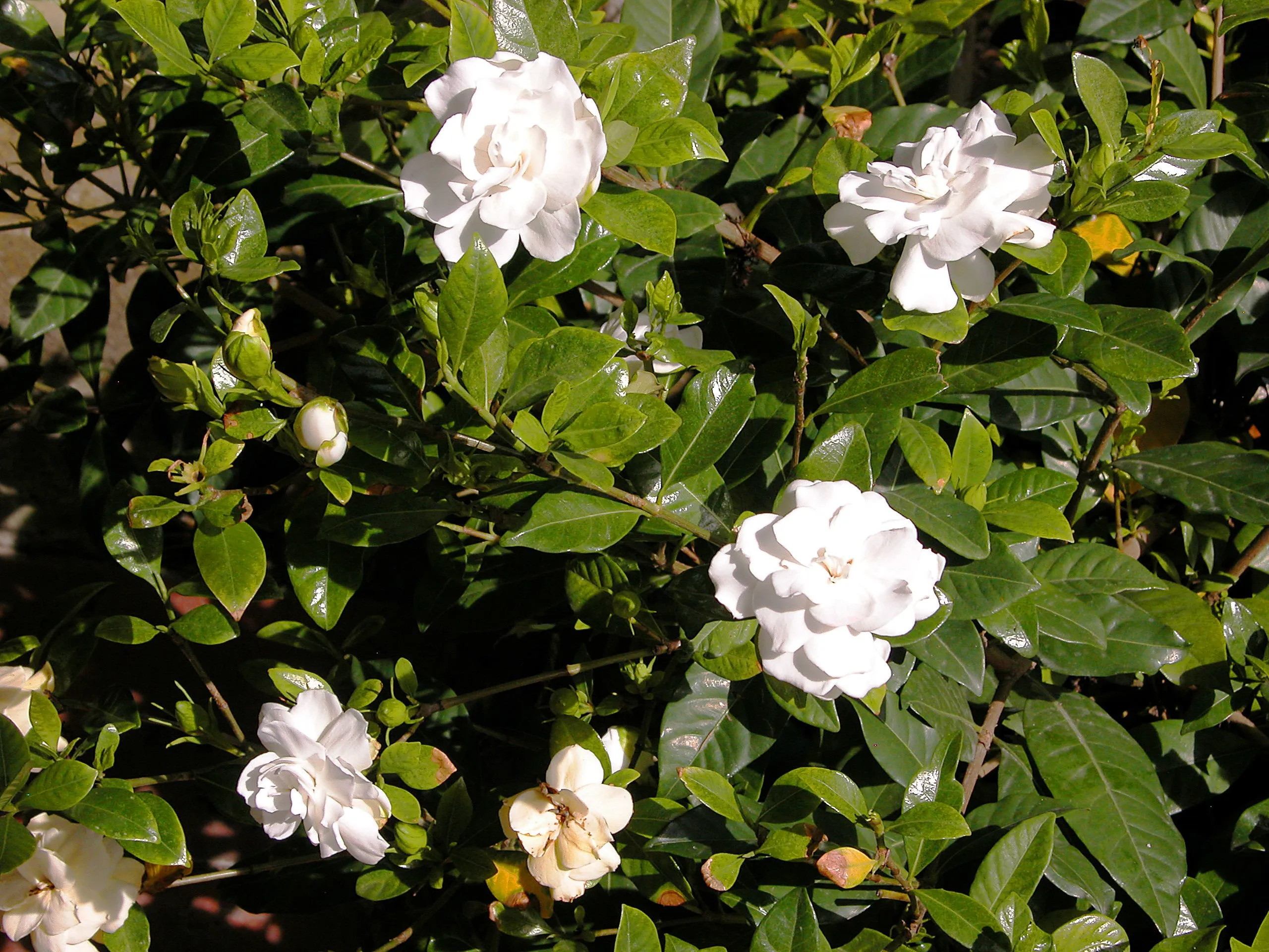 Gardenia Cape Jasmine Gardenia jasminoides 100 Seeds  USA Company