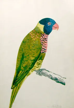 Jan Brandes (Dutch,1743-1808), Rainbow Lorikeet Trichoglossus Haematodus