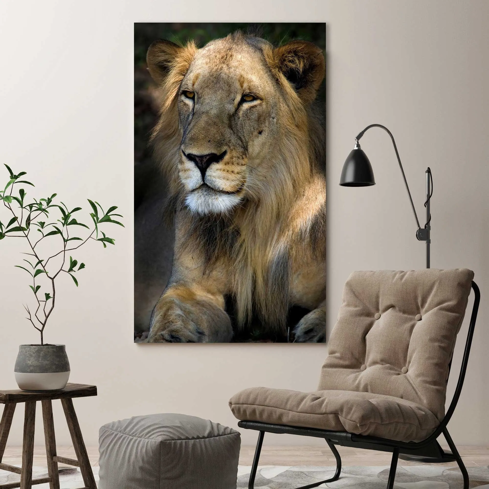 "Cape Lion" Print on Canvas