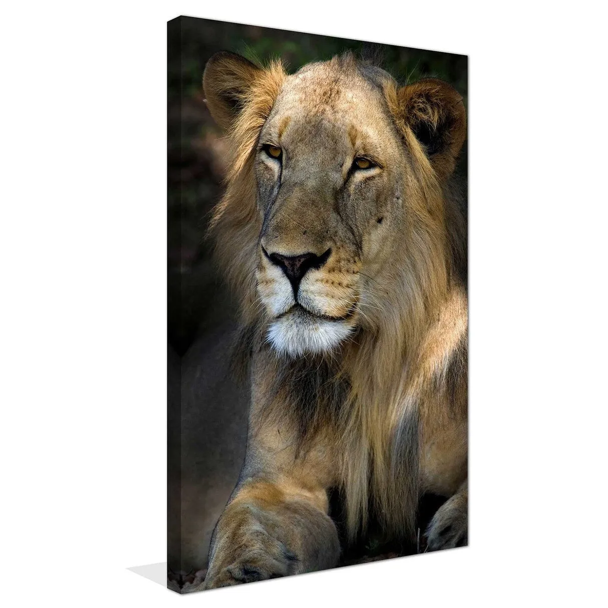 "Cape Lion" Print on Canvas