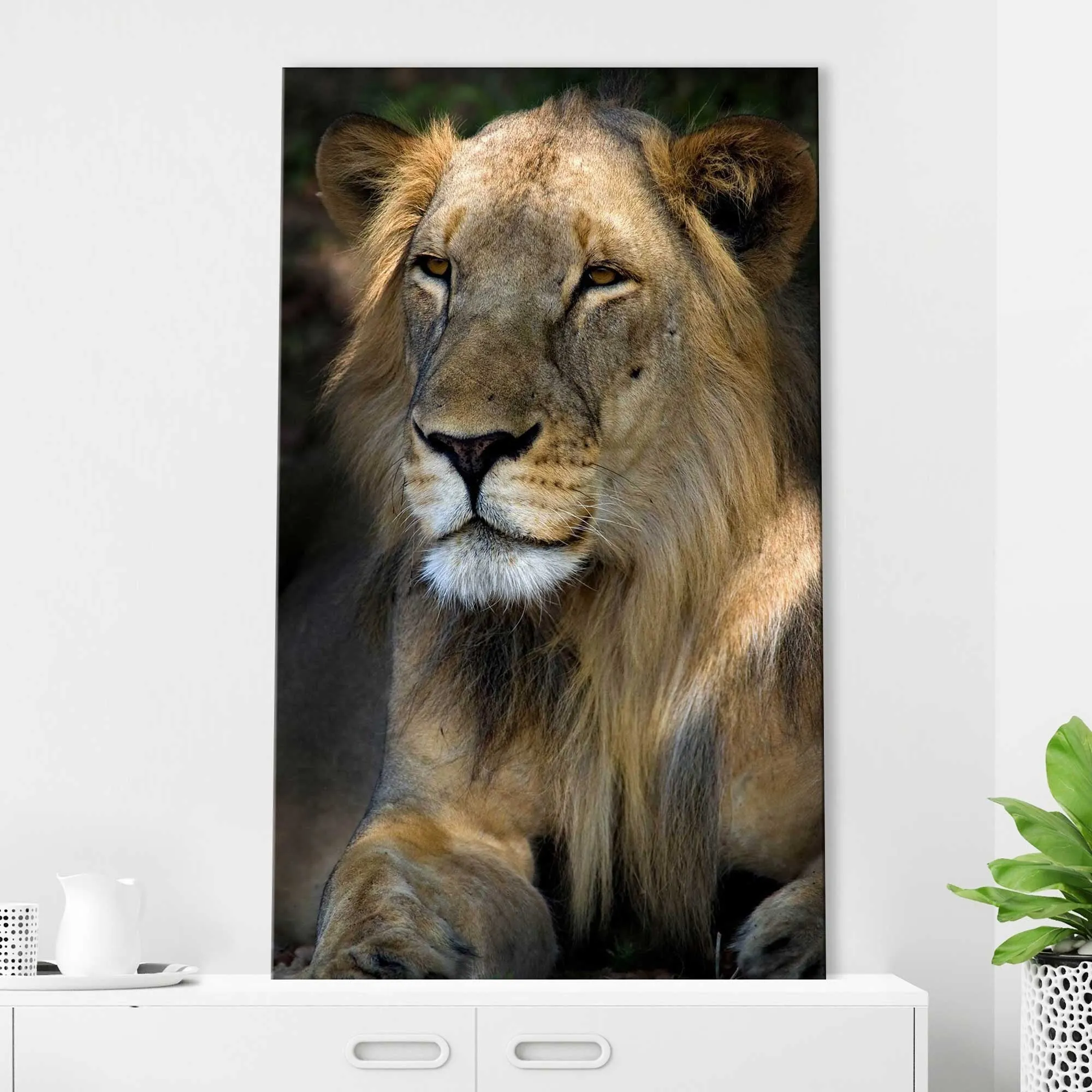 "Cape Lion" Print on Canvas