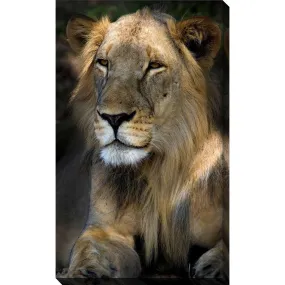 "Cape Lion" Print on Canvas