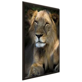 "Cape Lion" Print on Floating Canvas