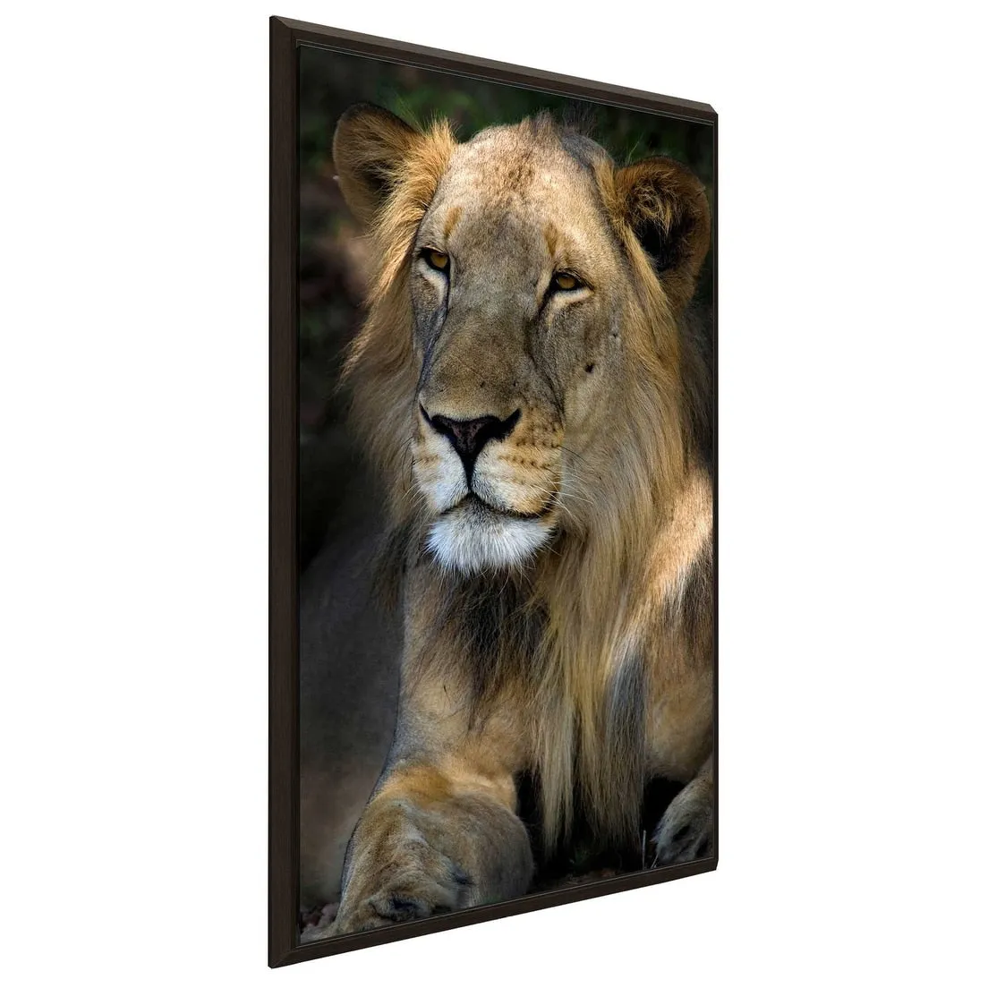 "Cape Lion" Print on Floating Canvas