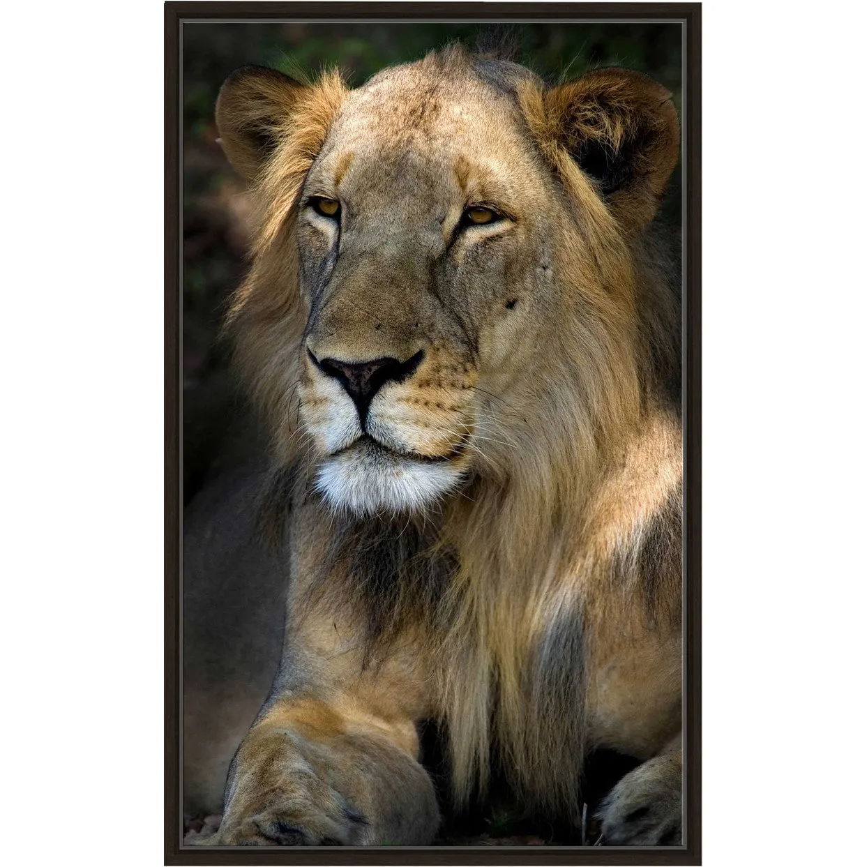 "Cape Lion" Print on Floating Canvas