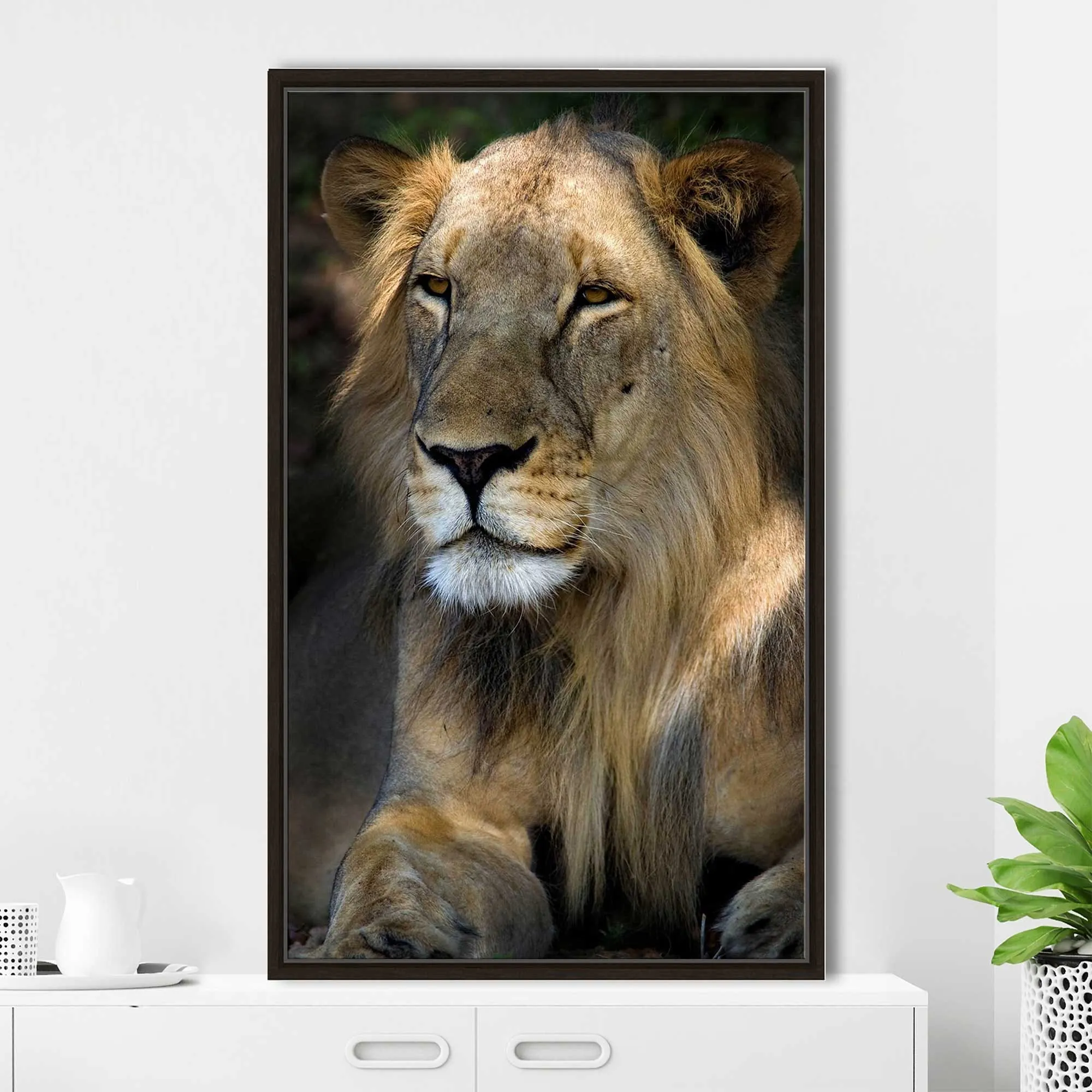 "Cape Lion" Print on Floating Canvas