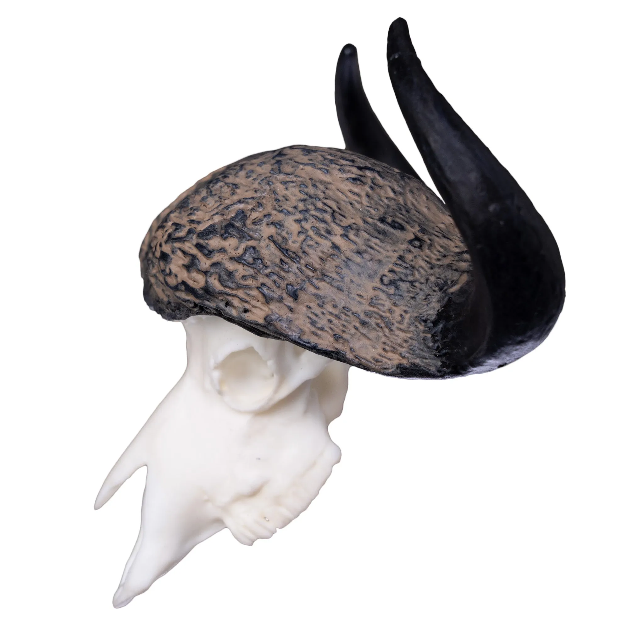 SKULLIES - Miniature Cape Buffalo Skull