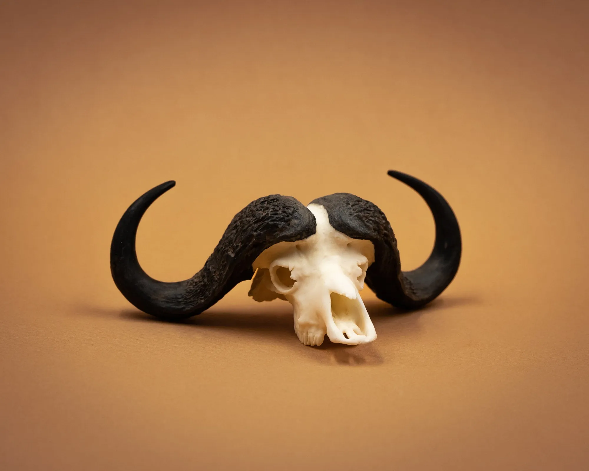 SKULLIES - Miniature Cape Buffalo Skull