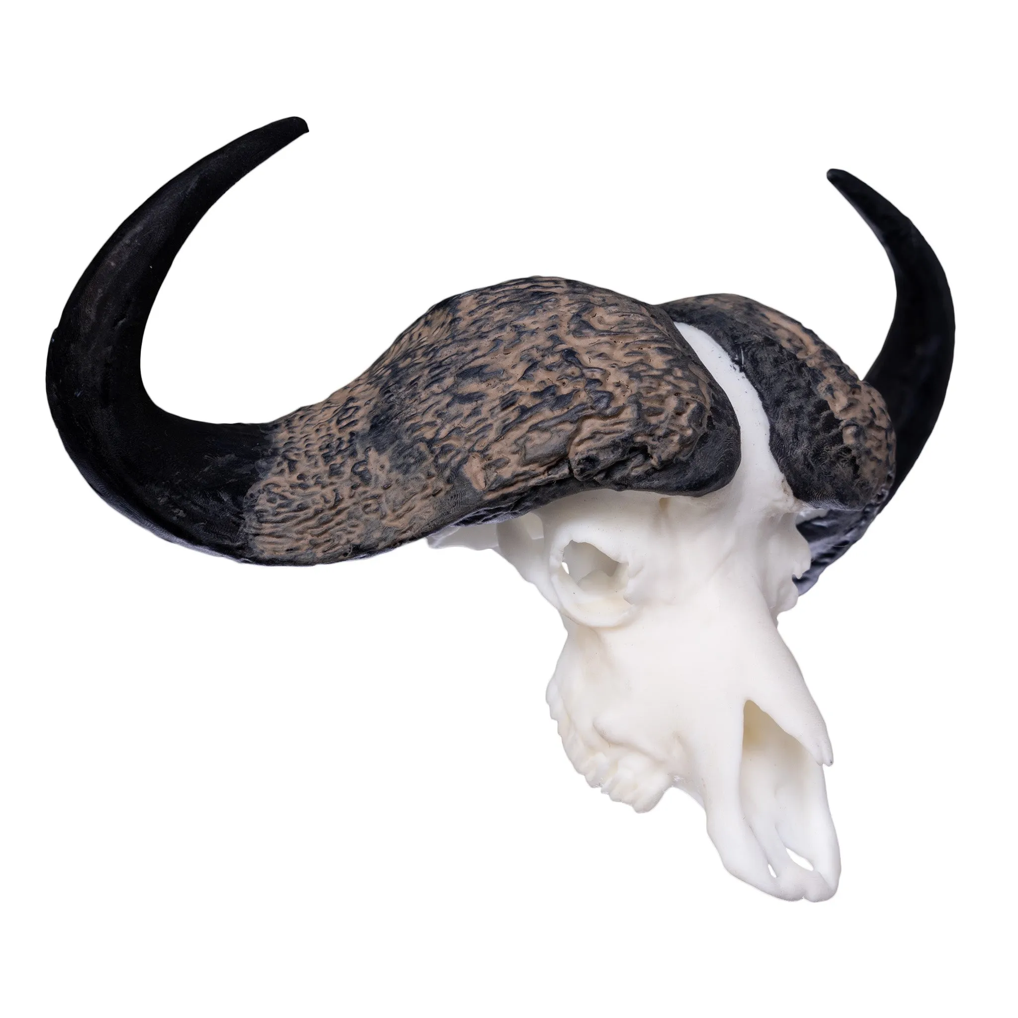 SKULLIES - Miniature Cape Buffalo Skull